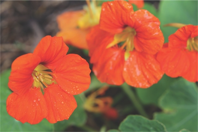 Nasturtium flowers